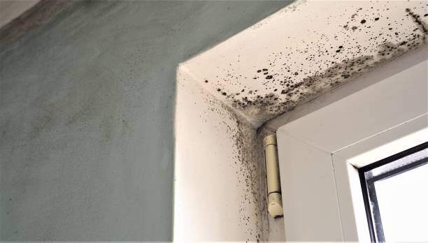 Best Residential Mold Inspection & Testing  in Piedmont, SD