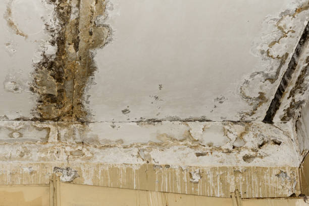 Best Post-Remediation Verification Testing  in Piedmont, SD
