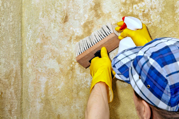 Best Mold Remediation for Healthcare Facilities  in Piedmont, SD
