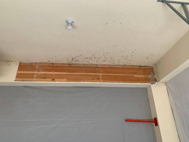  Piedmont, SD Mold Removal Pros