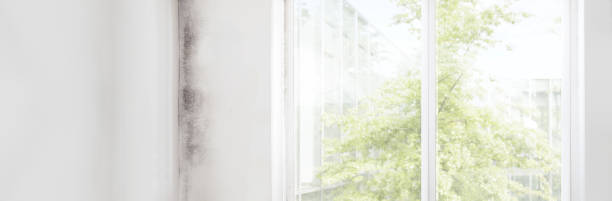 Best Post-Construction Mold Inspection  in Piedmont, SD