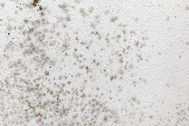 Best Biohazard Mold Removal  in Piedmont, SD