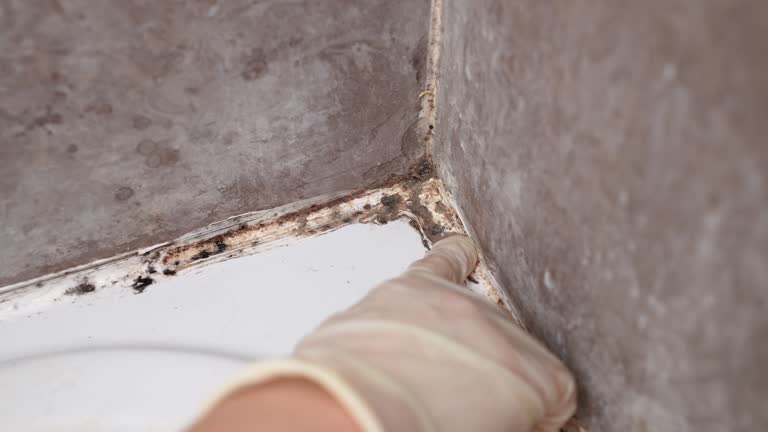 Best Air Quality Testing for Mold Spores  in Piedmont, SD
